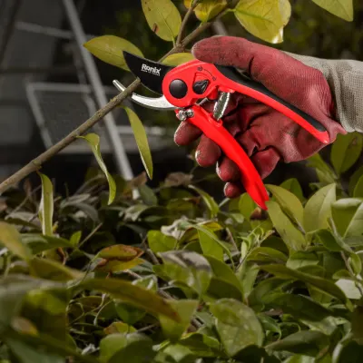 Pruning Shear-Virgo Model